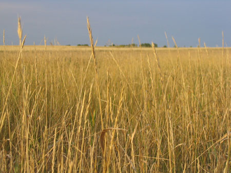 wheat.one.jpg